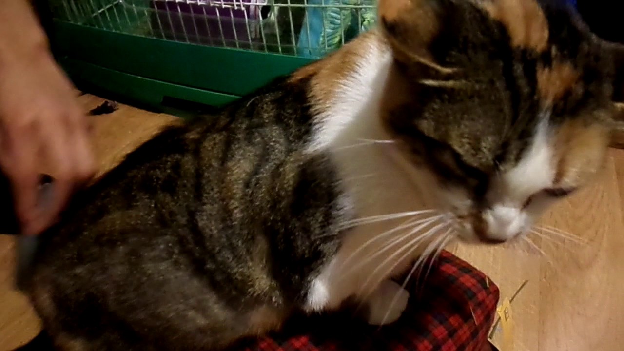 shaving the cat YouTube