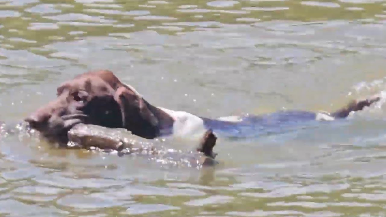 Ace Adventures Ep.20: Going on a Picnic #doglife #dogadventure