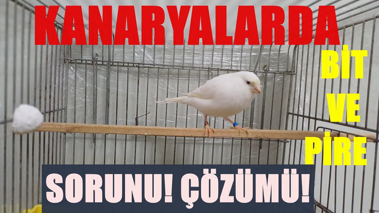 Kanaryalarda Bit ve Pire Sorunu! Kesin Çözümler! İzle uygula