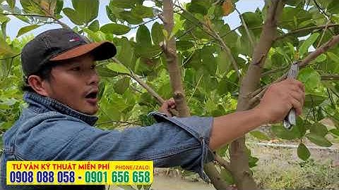 Cắt cành, tỉa đọt mít sao cho đúng, kỹ thuật chăm sóc mít thái siêu sớm
