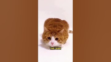Why Cats Go Crazy Over Laser Pointers