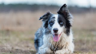 Can Border Collies Have a Smooth Coat? by Border Collie USA 2 views 10 days ago 3 minutes, 39 seconds
