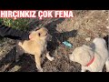 KANGAL HIRÇINKIZ AKBAŞ NOVAYA DALDI BEN BÖYLESİNİ GÖRMEDİM🤦🏽‍♂️