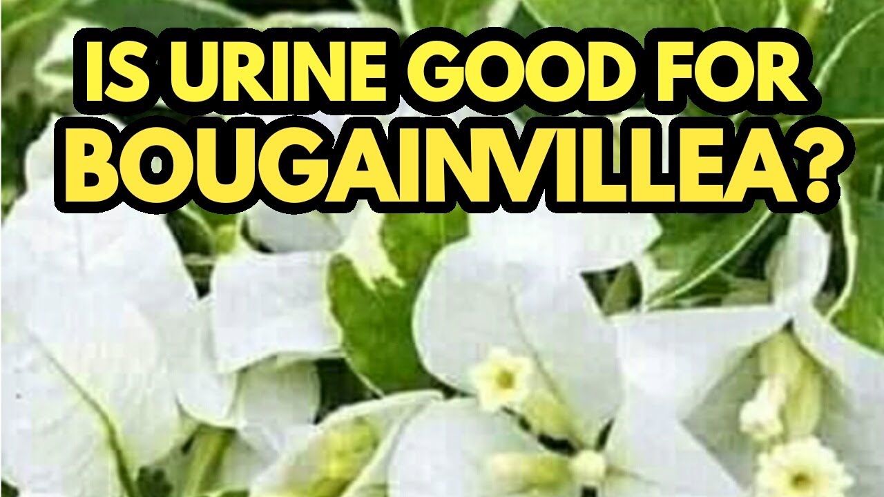 IS URINE GOOD FOR BOUGAINVILLEA? YouTube
