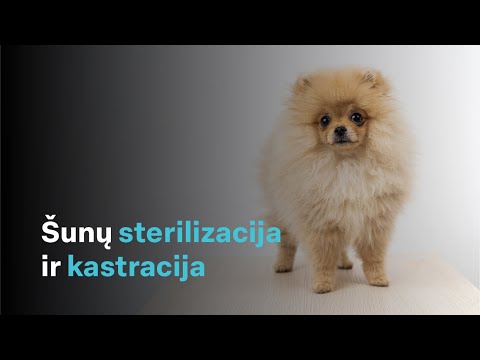 Video: Šunų Kastravimas - žvelgiant Iš Vyro Perspektyvos