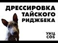 Тайский Риджбек. Дрессировка