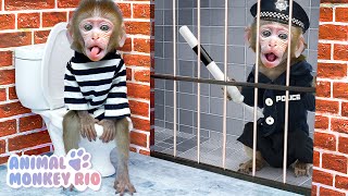 Monkey Rio escapes Awesome Maze Challenge and take care of Duckling | Animal Monkey Rio