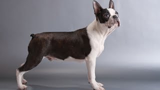 Boston Terrier Grooming Techniques PART 2