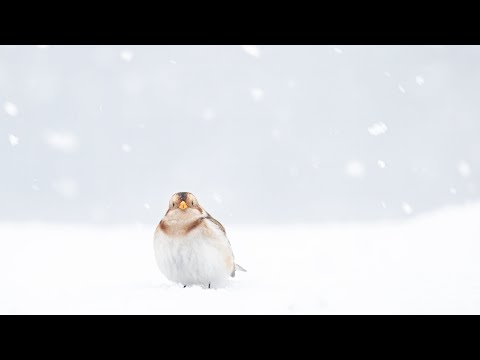 Video: Bird Bunting Remez: fotografie, descriere, captivitate