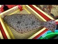 묵호항 자연산 잡어-고등어,성대,방어,놀래미,오징어 전부다 3만원! The sea fishes of Korea  [맛있겠다 Yummy]