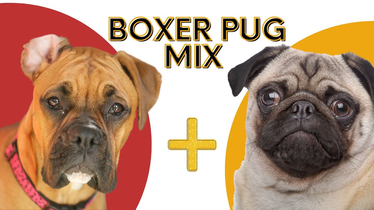 About Adorable Bullpug: Boxer Pug Mix A Playful and Loyal - YouTube