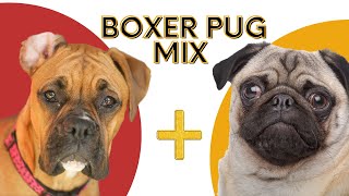 About Adorable Bullpug: Boxer Pug Mix A Playful and Loyal