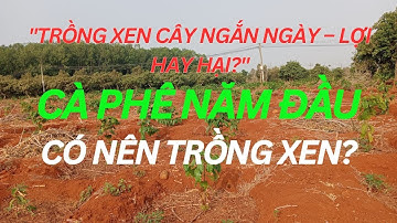Cà Phê Năm Đầu Trồng Xen Cây Gì Để Tăng Năng Suất? Chọn Cây Trồng Xen Hiệu Quả.#CàPhê #TrồngXenCàPhê