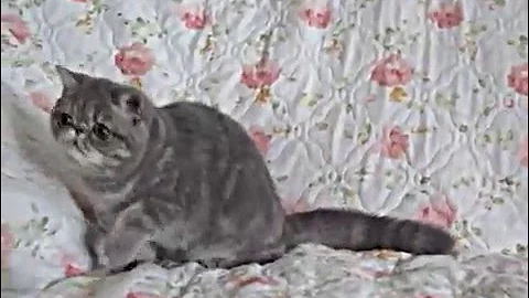 Video 1213011: exotic shorthair kitten, tabby female, blue tabby, kitten kisses