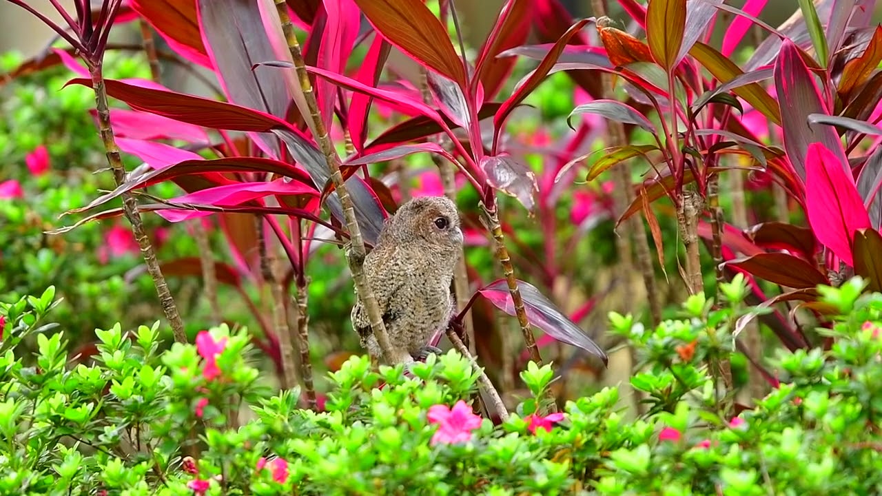 collared scops owl 