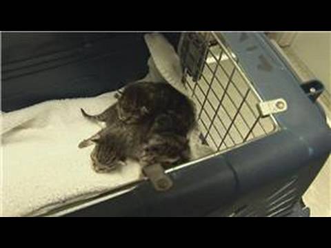Video: What To Do With A Cat If There Is A Newborn Baby In The House