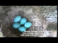 Что за птица несет голубые яйца?