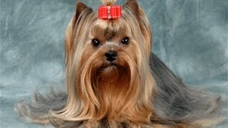 йоркширский терьер описание породы уход и содержание йоркширский терьер описание породы уход и содержание
