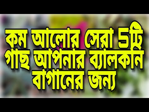 ভিডিও: আপনার গ্রীষ্মের কুটির জন্য সেরা শোভাময় ঝোপঝাড়