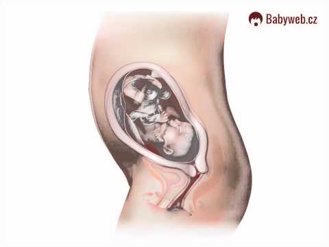 Video: 25 Týdnů Těhotenství: Pocity, Vývoj Plodu