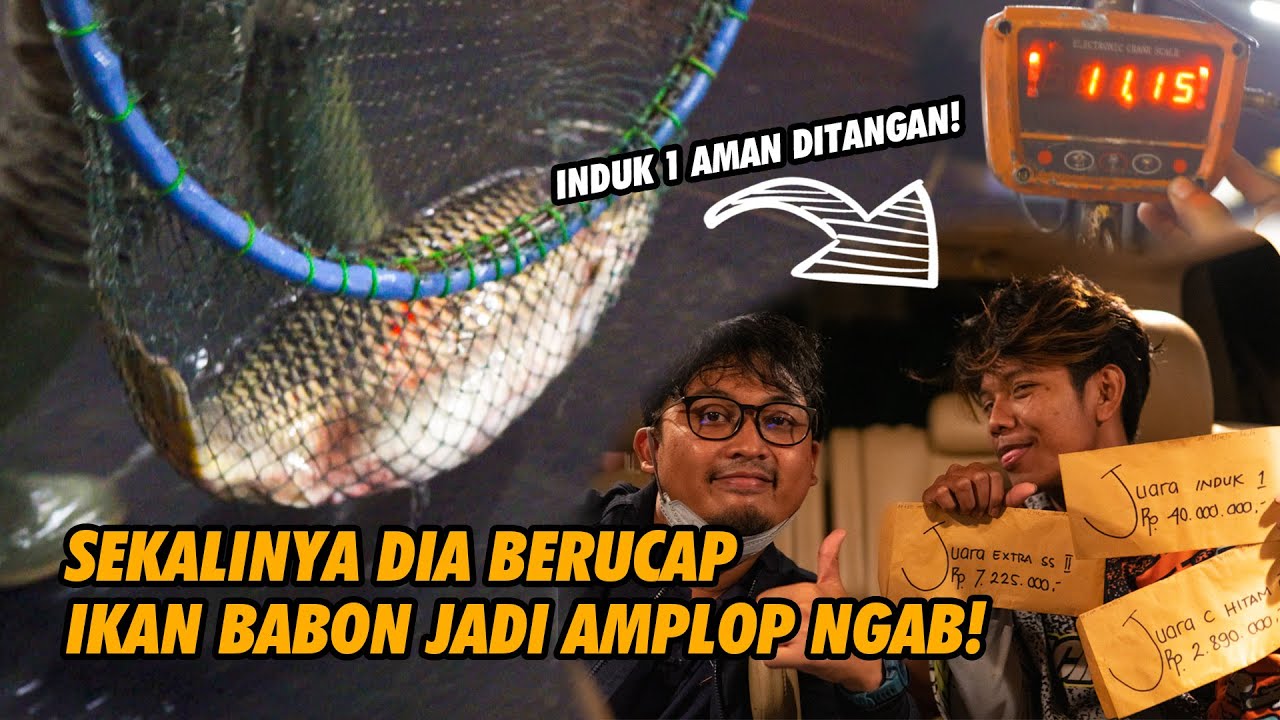 SUNGGUH MEMBAGONGKAN! BABON 50 JT BERHASIL DIAMANKAN SUPERSONIC PRO YANG NGEBETOT TERUS SAMPE MENANG