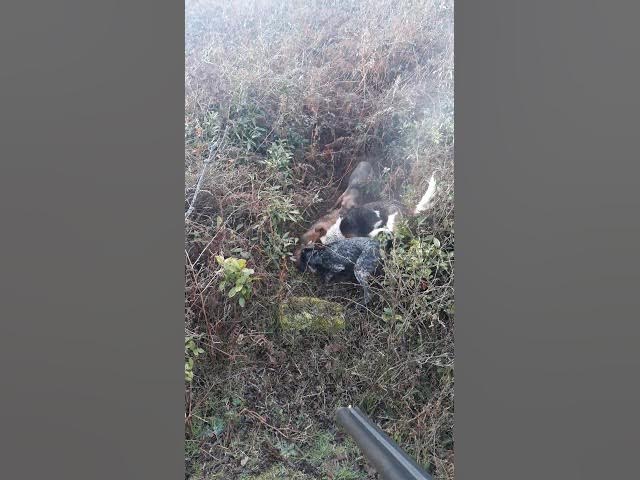 ტურაზე ნადირობა