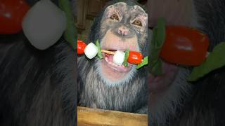 #snacks #yummy #chimp #chimpanzee #ape #monkey