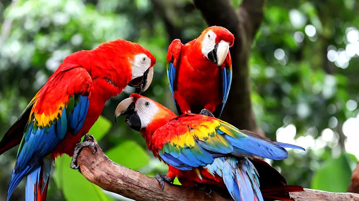 ম্যাকাও পাখি | Top 10 Most Beautiful Macaw Breeds on Planet Earth | Stunningly Beautiful Birds