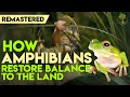 How Amphibians Restore Balance To The Land [Remastered HD] | Harvey Tweats