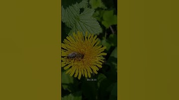 ﴿وَأَوحى رَبُّكَ إِلَى النَّحلِ أَنِ اتَّخِذي مِنَ الجِبالِ بُيوتًا﴾ #خالد_الجليل #سورة_النحل