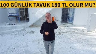 Yumurta Veri̇mi̇nde Rekor Kiran Safkan Yumurtaci Tavuk Fi̇yatlari