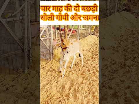 गाय विश्व की माता है गोपालन पर ध्यान दीजिए