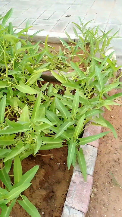 Kangkong sa UAE #amazing #vegetables #touristspot