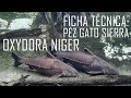 El pez gato sierra (Oxydora niger) Ficha Técnica