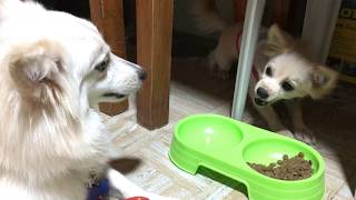 Two Dogs Having An Argument And Fighting Over Dog Food | Dog Videos