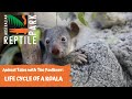 ANIMAL TALES WITH TIM FAULKNER | EPISODE 40 | LIFE CYCLE OF A KOALA!