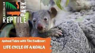 ANIMAL TALES WITH TIM FAULKNER | EPISODE 40 | LIFE CYCLE OF A KOALA!