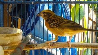 SUARA ANDALAN BURUNG MANYAR JANTAN GACOR