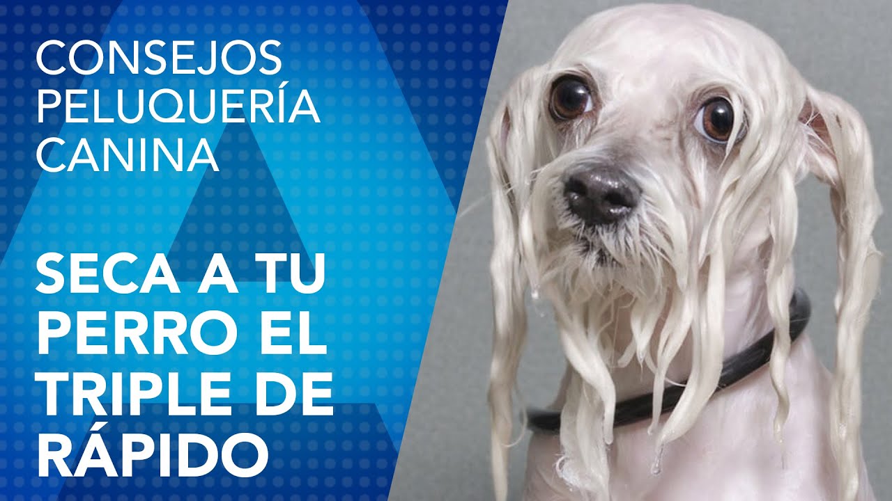 Consejos para usar el secador con el perro