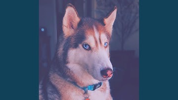 Pulsating Moods for Pups