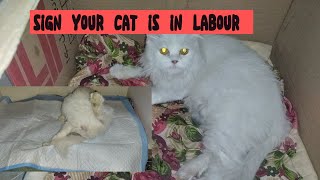 Sign your cat is in labour|how to tell is cat in labour || My cat in labour pain#mypetsandvideos