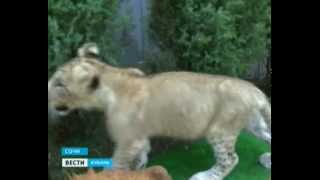видео В сочинском зоопарке лигрят выкармливает лабрадор и алабай