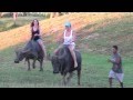 Racing Water Buffaloes in the Philippines