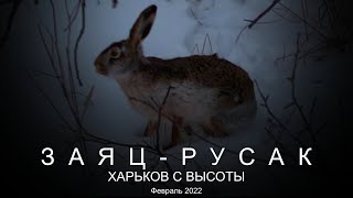 Заяц в лесопарке. Наблюдение с воздуха. Харьков с высоты. Февраль 2022.