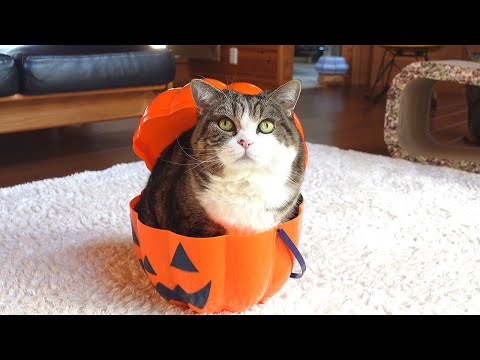 ハロウィン物語とねこ。-Halloween story and Maru.-