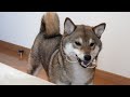 柴犬がメガネを奪い逃走し物々交換でおやつを要求した結果w