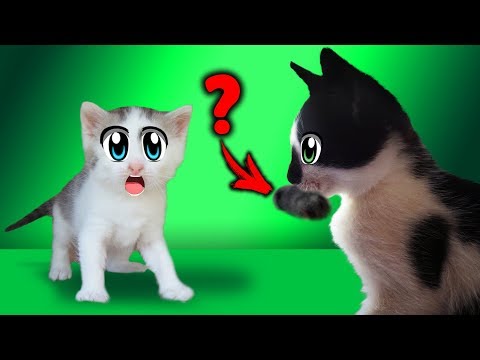 КЛУБНИЧНЫЙ КОТ МАЛЫШ СЛОВИЛ НАРУШИТЕЛЯ ! ДАЛИ ИМЯ КОТЕНКУ ! КОШЕЧКА МУРЗЯ ! ПРИВЕТ ОТ КРОЛИКА БАФФИ