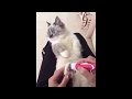 Funny Cats and Dogs Video
