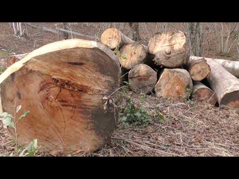 მარტვილის მუნიციპალიტეტში ხეტყის უკანონო მოპოვების ფაქტი გამოავლინეს 11 02 20