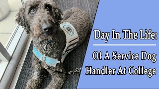 A Day in the Life: Service Dog Handler at College